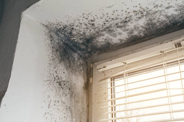 Affordable Mold Cleanup solutions in Springs, PA