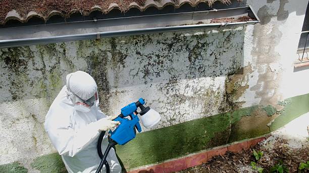 Top rated local Mold Cleanup specialists in Springs, PA